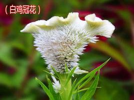 白雞冠花
