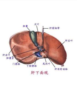 肝陰不足