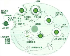 受體介導的LDL內吞過程