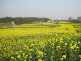 孫崗村[安徽省六安市霍邱縣孫崗鄉孫崗村]