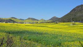 金雞村[雲南省曲靖市羅平縣板橋鎮金雞村]