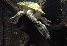 東澳長頸龜
