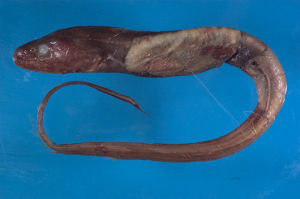 菲律賓深海尾鰻標本