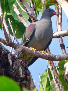 奔巴綠鳩