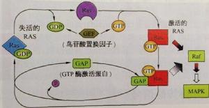 抑制癌基因