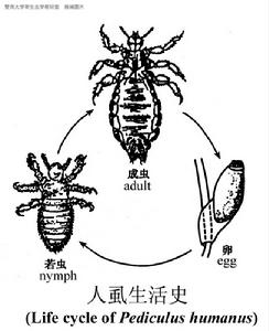 第二若蟲