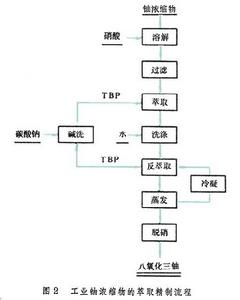 鈾的提取和純化