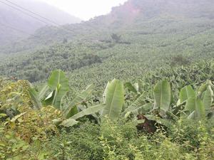 香蕉種植業