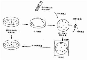 基因工程[生物學術語]