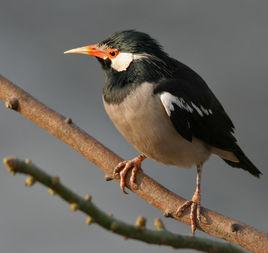 椋鳥屬