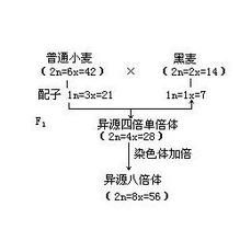 倍數性育種