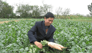 （圖）界埠鄉菜農