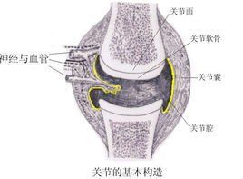 關節面