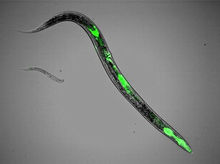 科學家線上形蟲體內植入綠色螢光蛋白質
