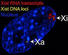 此為共聚焦雷射掃描顯微鏡下的RNA-DNA螢光原位雜交實驗，其中黃色為Xist的DNA，紅色為Xist的RNA，圖中顯示只有一個X染色質（右上角的那個）有被XistRNA包覆，形成巴爾小體（Xi）