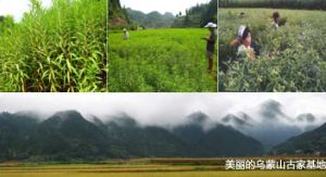 雲貴川交界獨特氣候的-烏蒙山原始森林