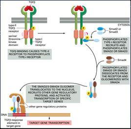 轉化生長因子-β信號通路