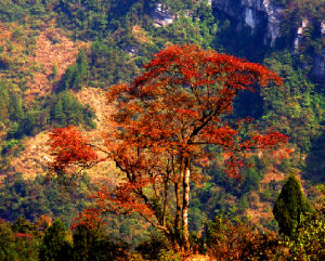 金佛山風景名勝區