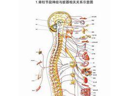 尾骨壓痛及異常活動