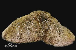 台灣蕈珊瑚