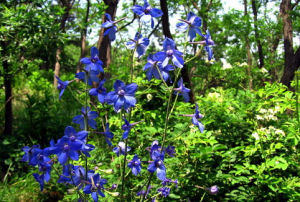 細莖翠雀花