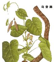 原植物及藥材(圖1)