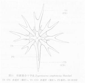 線描圖:雙匿接合十字蟲