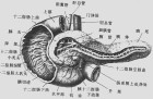 胰腺囊腺瘤和囊腺癌