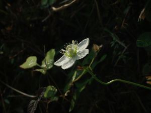 綠花梅花草