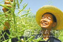 長梁鄉白雲村村民的油菜豐收在即