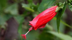 垂花懸鈴花