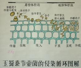 三葉草節壺菌