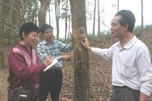 2006年10月樊雲芳（左一）採訪海南橡膠基地