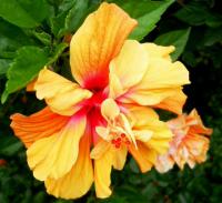 Hibiscus rosa-sinensis