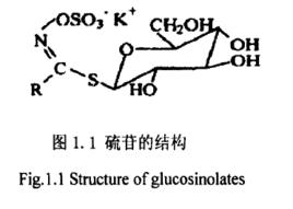 硫代葡萄糖苷