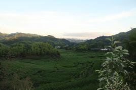 茶林村[浙江省麗水市景寧畲旗自治縣大漈鄉茶林村]