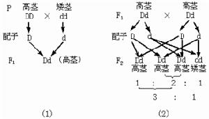 性狀分離比