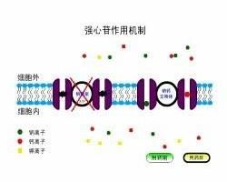 強心苷