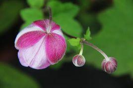 打破碗碗花[銀蓮花屬植物]