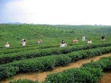 雙浦鎮茶園