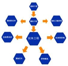 抗體類別轉換