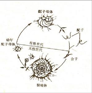 有孔蟲