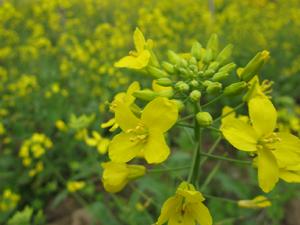 武漢漢口 東西湖 黃陂等地 油菜花