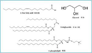 磷脂脂肪酸