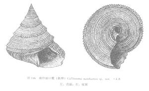 南沙麗口螺