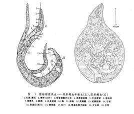 植物病原線蟲