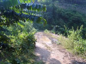 進村道路