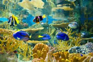 新英格蘭水族館