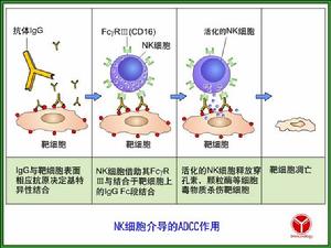 抗體依賴的細胞介導的細胞毒作用