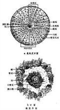 海膽綱